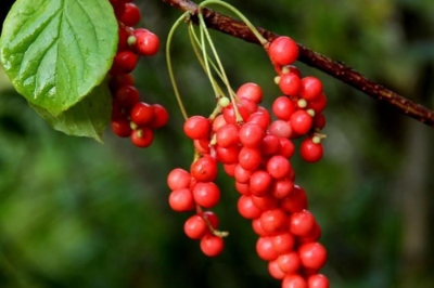 五味子：千年古方的健康寶藏，滋養(yǎng)身心，護(hù)航健康！