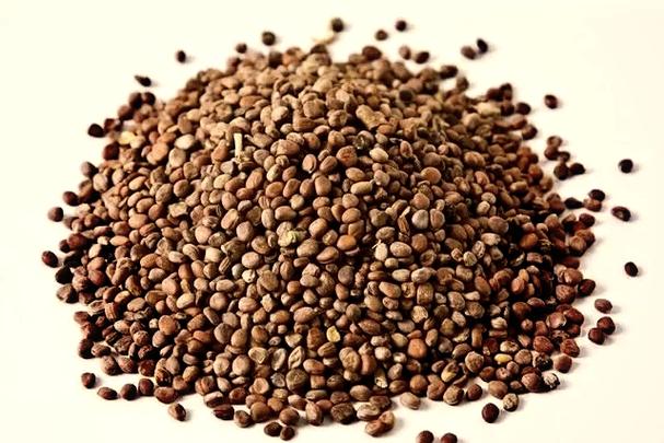 萊菔子：藏在蘿卜籽中的養(yǎng)生智慧