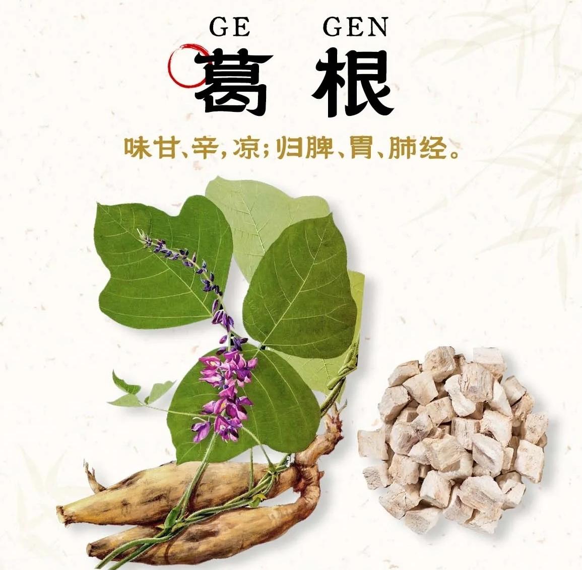 葛根：藏在千年草藥里的“護肝密碼”