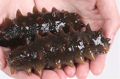 海參：營養(yǎng)價值豐富的海洋珍品