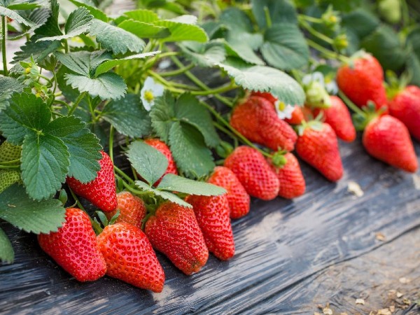 女性不想衰老，就應(yīng)該多吃這幾種食物