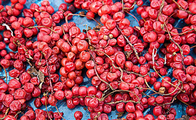 五味子：東方小紅果，五臟調(diào)和之寶