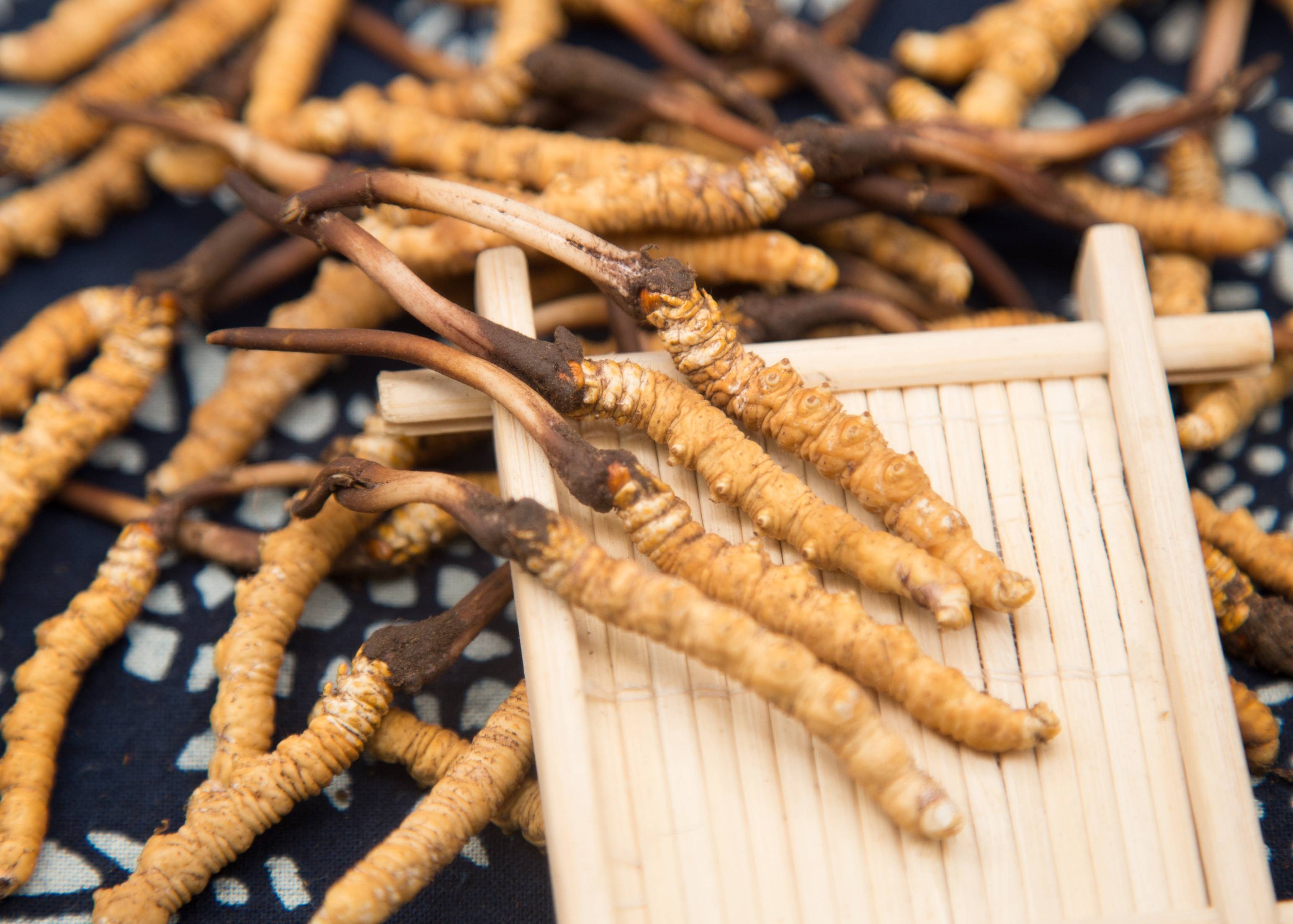 什么人群適合吃蟲草？