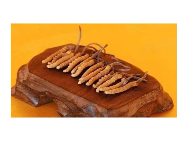 為什么冬蟲夏草是提高免疫力的王者？