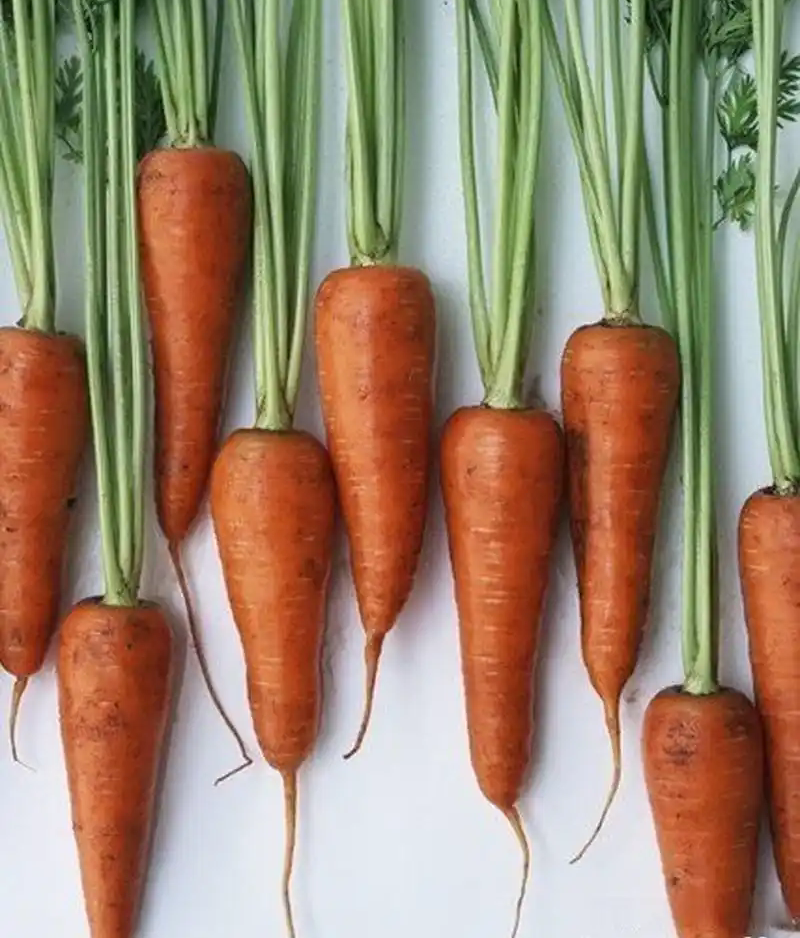 什么是自由基？與硒有什么關(guān)系？