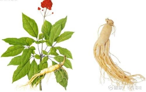 人參皂苷在營養(yǎng)學(xué)中的多重應(yīng)用與價值